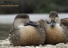 Aves del Noreste de Chubut - La Biblioteca del Naturalista