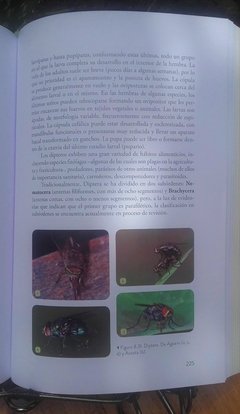 Insectos. Guía completa para explorar su mundo en internet