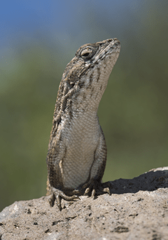 REPTILES EN CHILE en internet