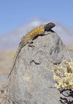 REPTILES EN CHILE - La Biblioteca del Naturalista