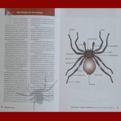 Aracnoidismo, Arañas y Escorpiones de Importancia Médica en Argentina - comprar online