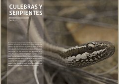 REPTILES EN CHILE - comprar online