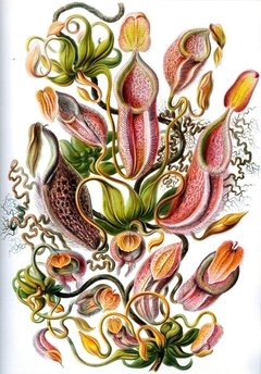 Láminas- Ilustraciones Científicas de Ernst Haeckel x 28 Unidades - comprar online