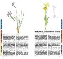 Flores de la estepa patagónica / Flowers of the patagonian steppe - La Biblioteca del Naturalista