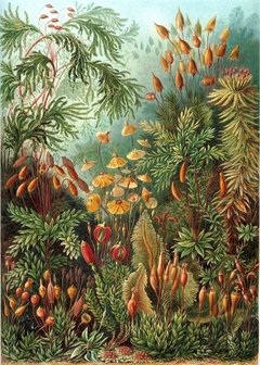 Láminas- Ilustraciones Científicas de Ernst Haeckel x 28 Unidades - tienda online