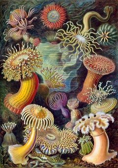 Láminas- Ilustraciones Científicas de Ernst Haeckel x 28 Unidades en internet