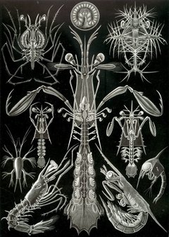 Láminas- Ilustraciones Científicas de Ernst Haeckel x 28 Unidades - La Biblioteca del Naturalista