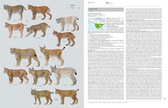 Handbook of the Mammals of the World - Volume 1 Carnivores en internet
