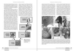 Ecología e historia natural de la Patagonia Andina