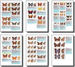 MARIPOSAS de ARGENTINA / BUTTERFLIES of ARGENTINA - comprar online