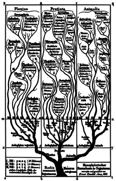 Imagen de Láminas- Ilustraciones Científicas de Ernst Haeckel x 28 Unidades