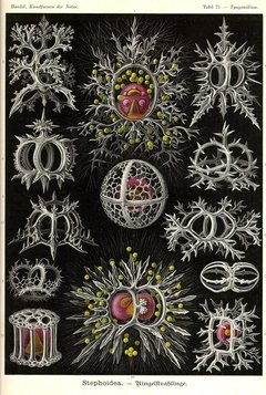 Láminas- Ilustraciones Científicas de Ernst Haeckel x 28 Unidades - tienda online