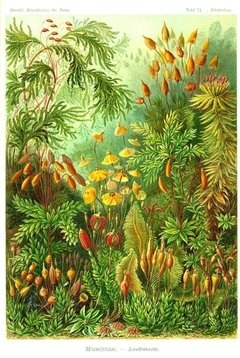 Imagen de Láminas- Ilustraciones Científicas de Ernst Haeckel x 28 Unidades