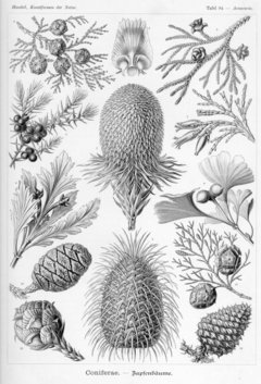 Imagen de Láminas- Ilustraciones Científicas de Ernst Haeckel x 28 Unidades