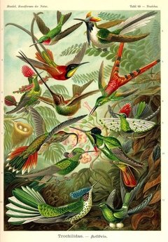 Láminas- Ilustraciones Científicas de Ernst Haeckel x 28 Unidades - comprar online