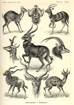 Láminas- Ilustraciones Científicas de Ernst Haeckel x 28 Unidades en internet