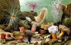 Láminas- Ilustraciones Científicas de Ernst Haeckel x 28 Unidades - La Biblioteca del Naturalista