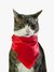 A Bandana Nó para Cachorro e Gato -Glam Chery da Cacau Dress Pet é uma peçaglamurosa e cheia de charme para qualquer estação. Super moderna com um brilho lindo!