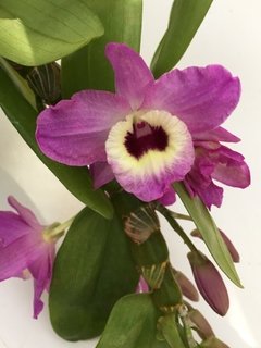Orquídea Dendrobium Nobile cores diversas (sem flores) - loja online