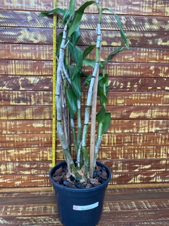 Dendrobium Gatton Sunray