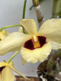 Dendrobium Gatton Sunray - Orquideomania - A Melhor loja para comprar Orquídeas online.