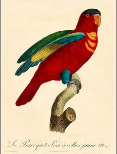 Barraband Parrot, PL 95 - Barraband