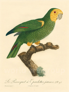 Barraband Parrot, PL 98 - Barraband