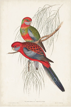 Tropical Parrots III - John Gould - Pictus - Quadros, Gravuras e Posters -Entrega em Todo Brasil