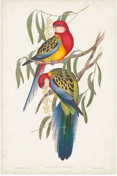 gravura de papagaios classica