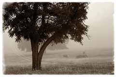 Fotografia para quadro Árvore Preto e Branco