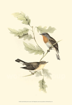 Gould's Red-breasted Fly-catcher - John Gould
