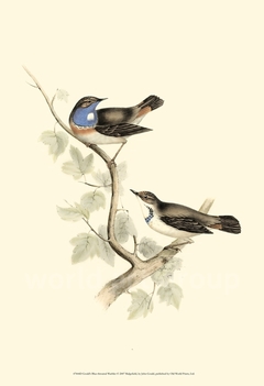 Gould's Blue-throated Warbler - John Gould