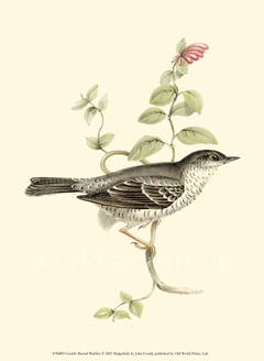 Gould's Barred Warbler - John Gould - comprar online