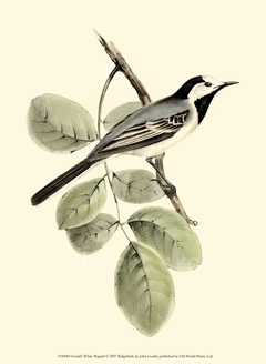 Gould's White Wagtail - John Gould