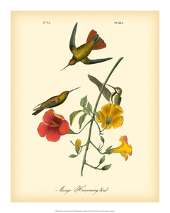 Mango Hummingbird - John J. Audubon