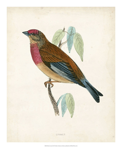 Morris Linnet - Morris - comprar online