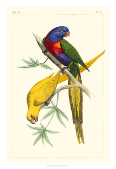Lemaire Parrots IV - C.L. Lemaire