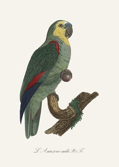 gravura aves tropicais