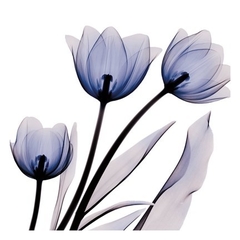 quadro flores tulipa raio x