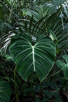fotografia plantas