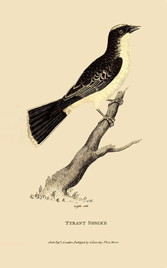 gravuras clássicas de aves