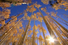 Winter Aspens - Dale O'Dell