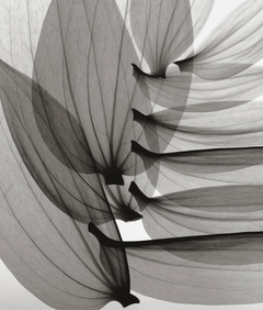 poster foto de folhas em preto e branco