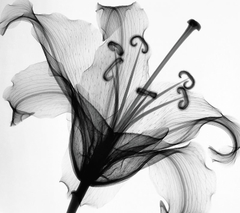 quadro de flores lírio em preto e branco