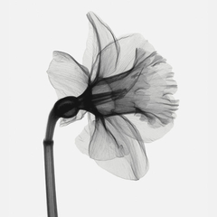 gravura de flores preto e branco para quadro