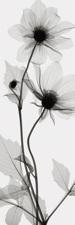 Tall Dahlia(Negative) - Steven N. Meyers - comprar online