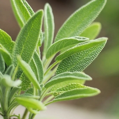 Salvia, hojas - APANA - 50 gr