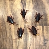 Cucarachas x5
