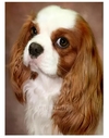 (2965) Pintura com Diamantes - Diy 5D Strass - Cavalier Spaniel - 30x40 cm