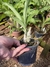 Catasetum Fimbriatum Adulto - comprar online